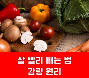 살 빨리 빼는 법 감량 원리